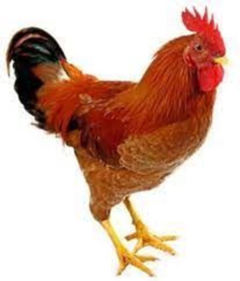 Picture of Chicken-Gota Desi Morog- 1Pc.